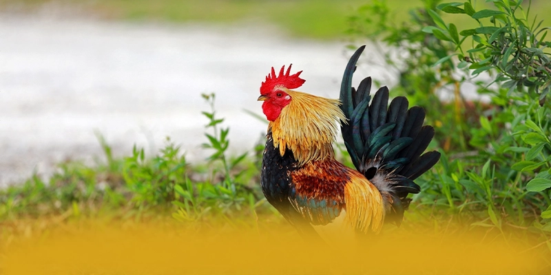 Bảo mật dữ liệu cá nhân tại GOOD88