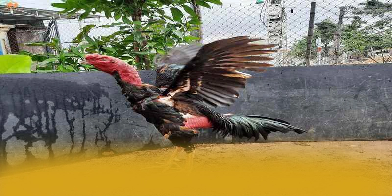 Nền tảng trên điện thoại di động cùng 8XBET